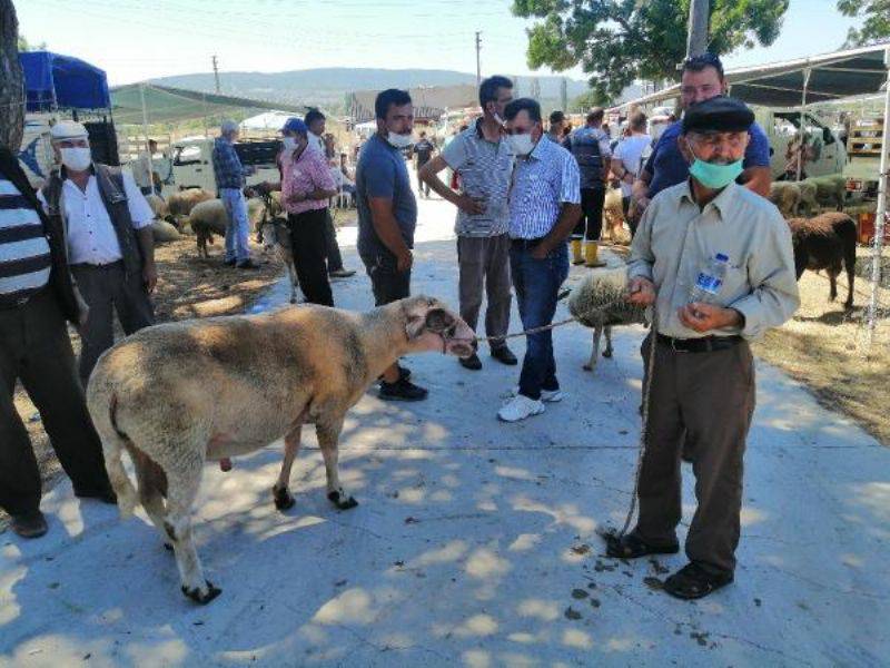 150 Kiloluk Kurbanlık Koç, 4 bin 500 TL'ye Satışa Çıkarıldı