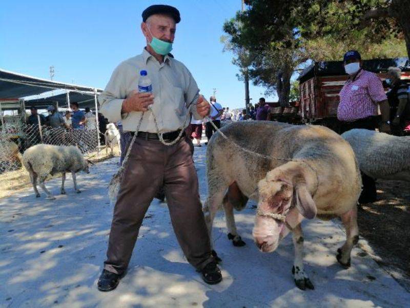 150 Kiloluk Kurbanlık Koç, 4 bin 500 TL'ye Satışa Çıkarıldı