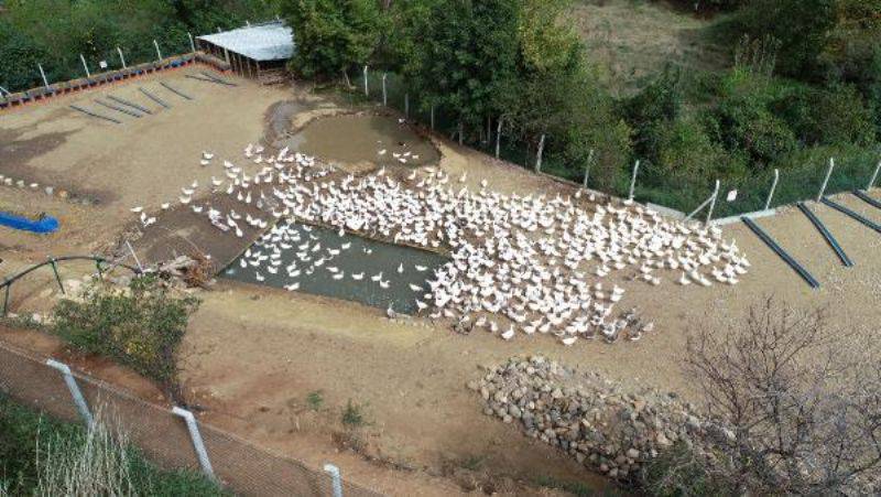 Kazdağları Eteklerinde Kaz Yetiştiriyorlar