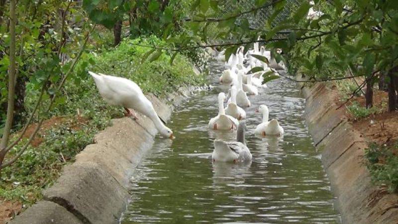 Kazdağları Eteklerinde Kaz Yetiştiriyorlar