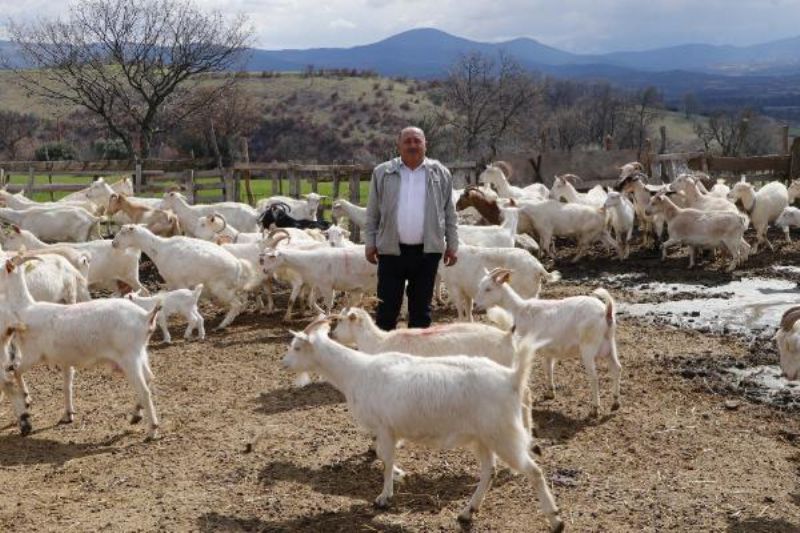 Üreticiler, Düşük Fiyat Veren Mandıracılara Kızıp, Sütleri Döktü