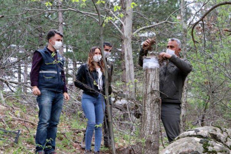 Aşı Tutarsa Yöre Halkına 10 milyon TL'lik Ek Kazanç Sağlayacak