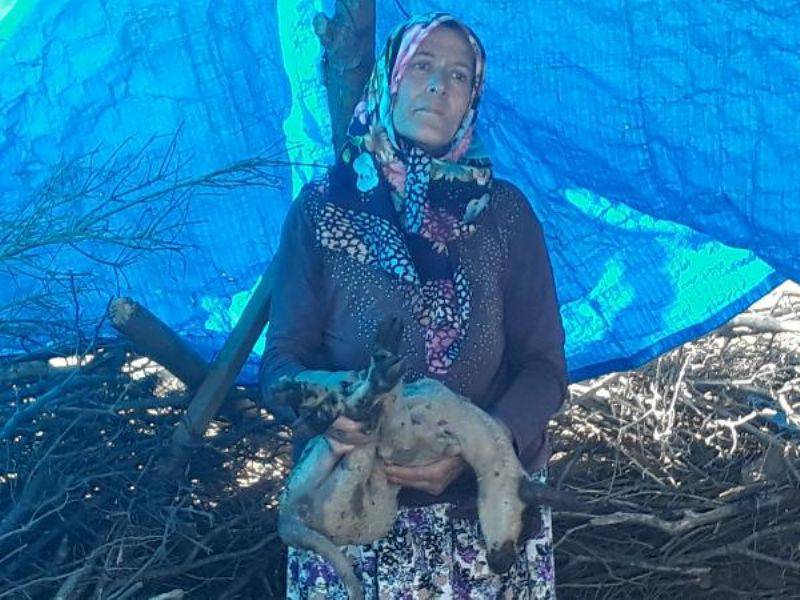 Ağıldaki Yangında Yavru Kuzu, Ölen Küçükbaşların İçinde Annesini Aradı