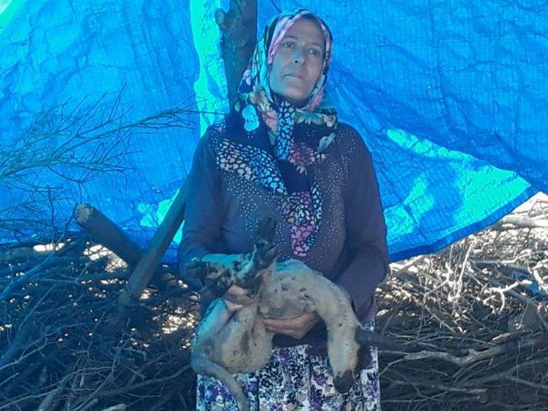 Ağıldaki Yangında Yavru Kuzu, Ölen Küçükbaşların İçinde Annesini Aradı