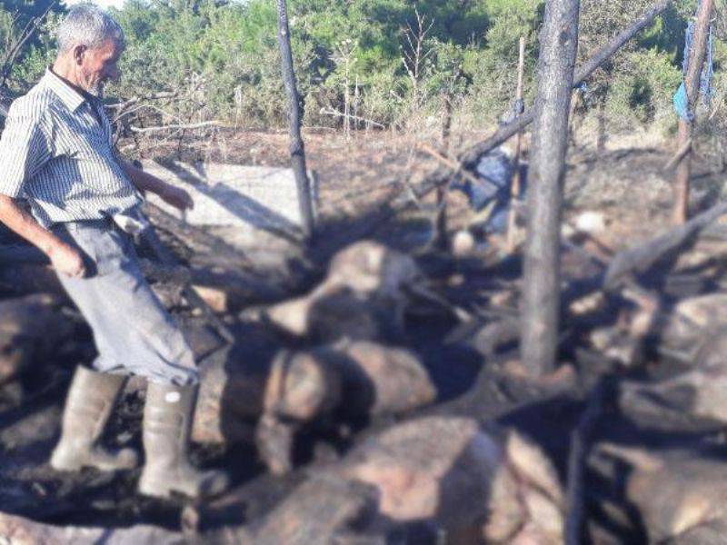 Ağıldaki Yangında Yavru Kuzu, Ölen Küçükbaşların İçinde Annesini Aradı