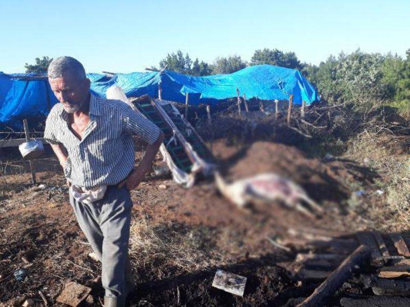 Ağıldaki Yangında Yavru Kuzu, Ölen Küçükbaşların İçinde Annesini Aradı