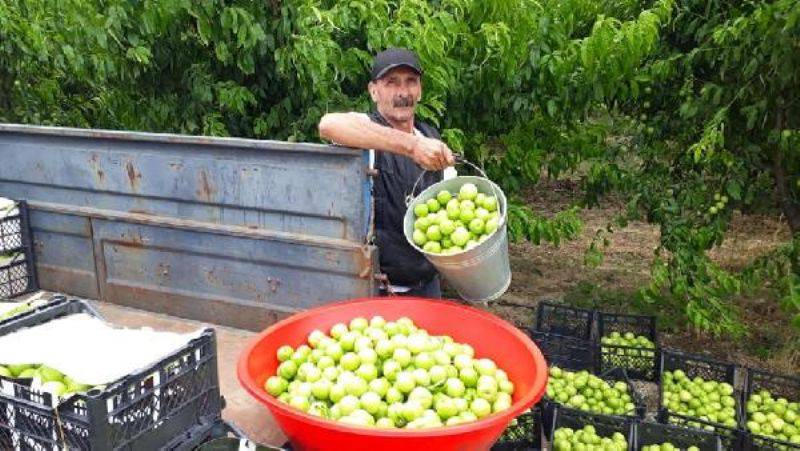 'Bayramiç Beyazı' Üreticinin Yüzünü Güldürüyor