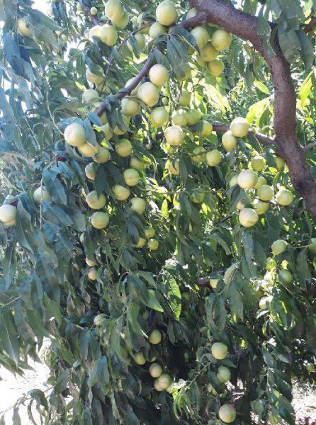 'Bayramiç Beyazı' Üreticinin Yüzünü Güldürüyor