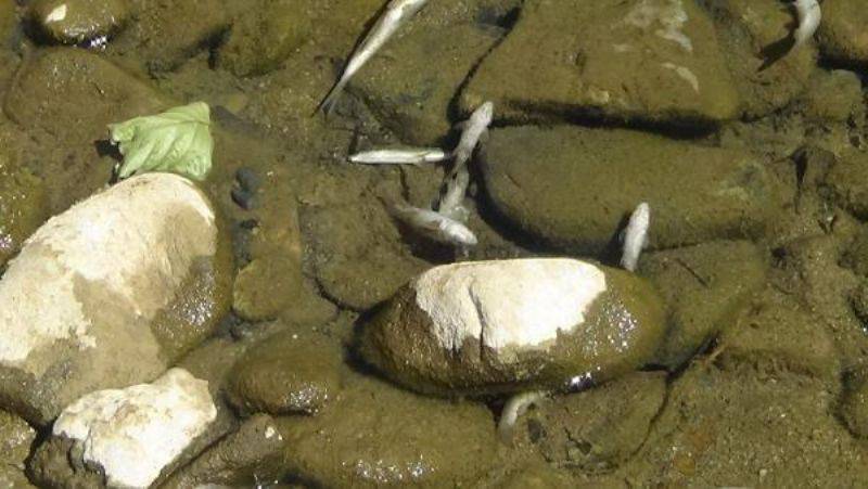 Kaz Dağları Eteğindeki Derede Balık Ölümleri Endişelendirdi