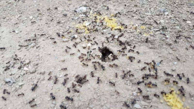 Karıncaların Yiyecek Telaşı Tedirgin Etti