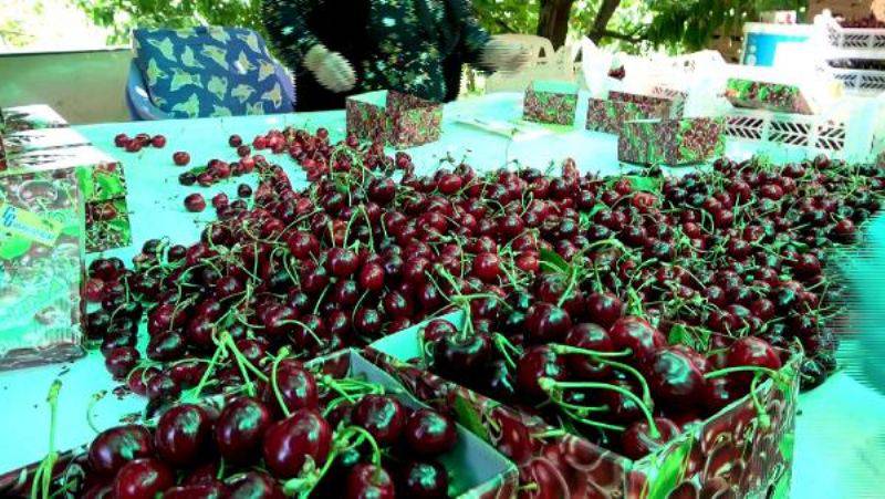 Lapseki Devi Kiraz, Çay Bardağına Sığmıyor