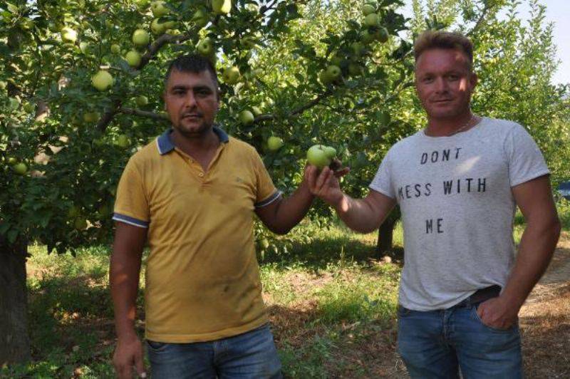 Yarım Asırlık, Hasatta ‘Çatal Elma’ Bulanı Ödüllendirme Geleneği