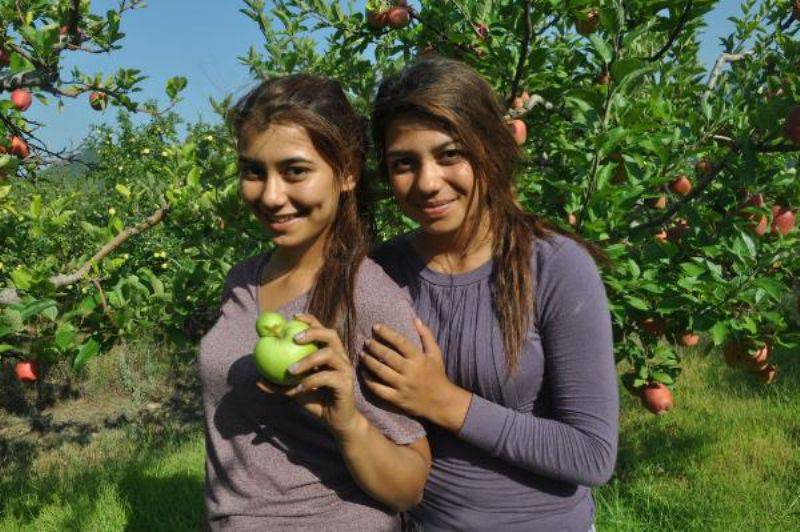 Yarım Asırlık, Hasatta ‘Çatal Elma’ Bulanı Ödüllendirme Geleneği