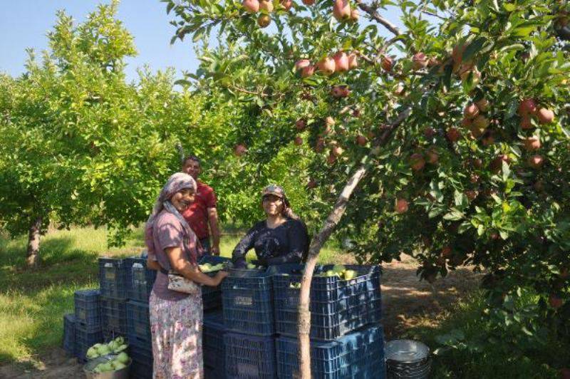 Yarım Asırlık, Hasatta ‘Çatal Elma’ Bulanı Ödüllendirme Geleneği