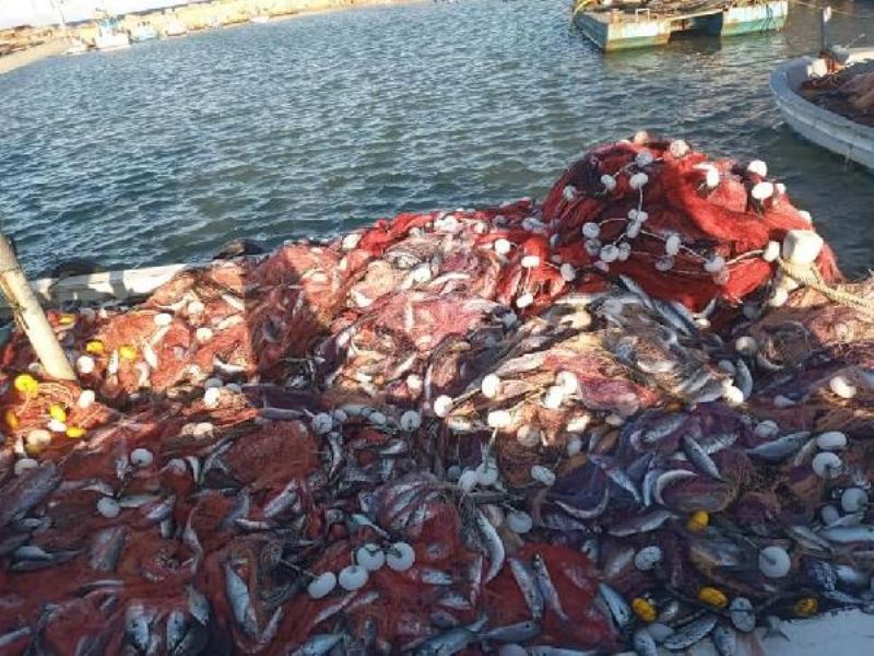 Çanakkaleli Balıkçı, 15 Bin Tane Lüfer Yakaladı