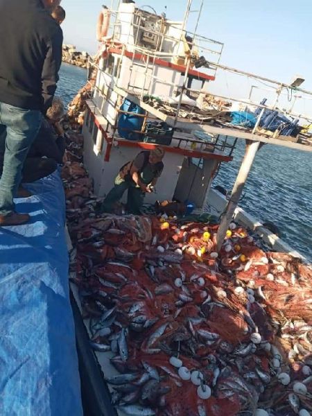 Çanakkaleli Balıkçı, 15 Bin Tane Lüfer Yakaladı