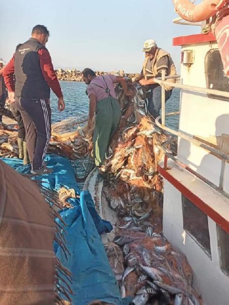 Çanakkaleli Balıkçı, 15 Bin Tane Lüfer Yakaladı