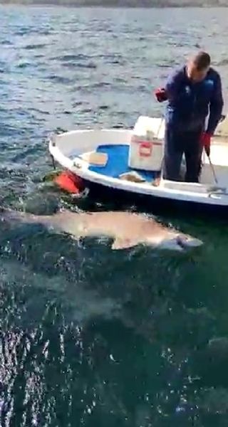 2,5 Metre Boyunda Köpek Balığı Yakaladı