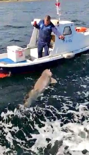 2,5 Metre Boyunda Köpek Balığı Yakaladı