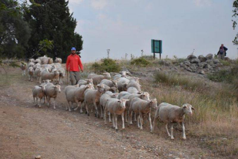 Çanakkale'deki Yangında Canlarını ve Hayvanlarını Son Anda Kurtardılar