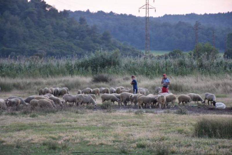 Çanakkale'deki Yangında Canlarını ve Hayvanlarını Son Anda Kurtardılar