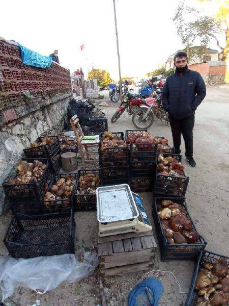 Bayramiç'te Ayı Mantarı Köylünün Gelir Kapısı Oldu