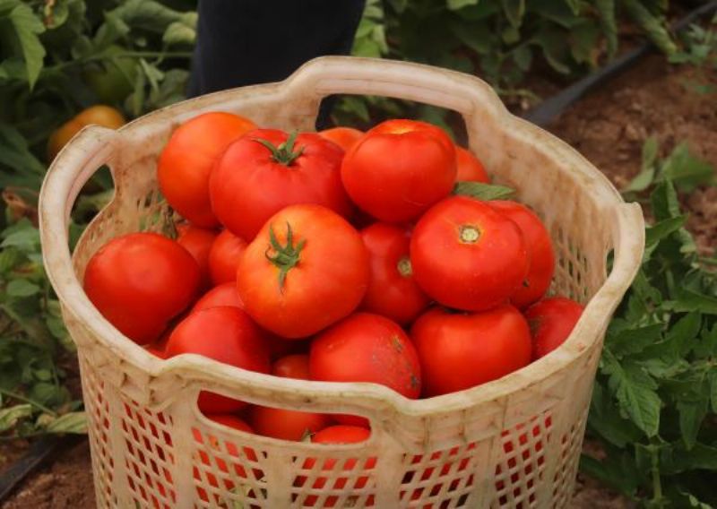 Çanakkale Domatesinde Hasat Başladı