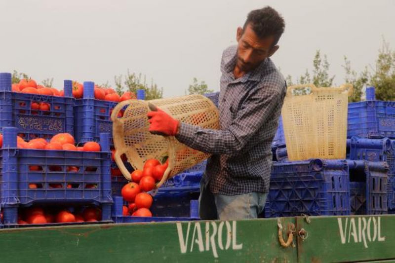 Çanakkale Domatesinde Hasat Başladı