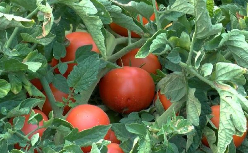 Çanakkale Domatesinde Hasat Başladı