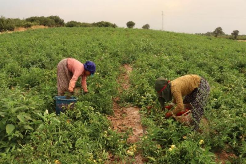 Çanakkale Domatesinde Hasat Başladı