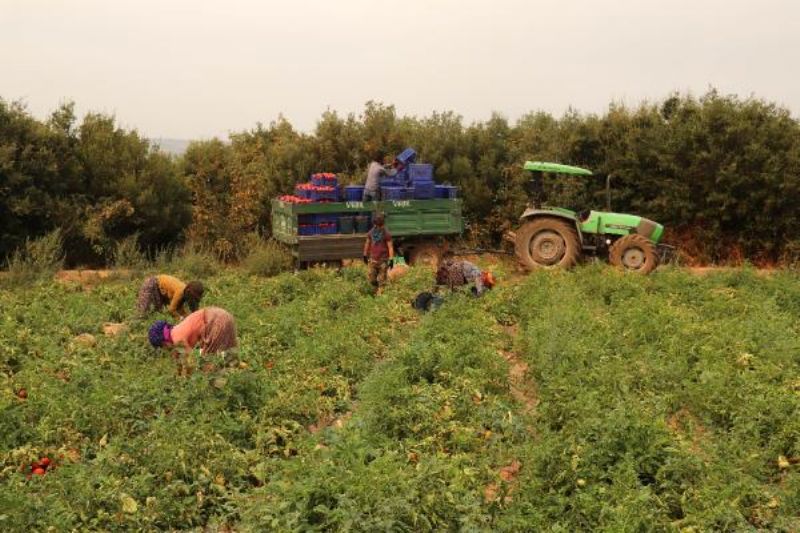 Çanakkale Domatesinde Hasat Başladı