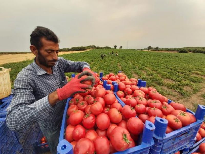 Çanakkale Domatesinde Hasat Başladı