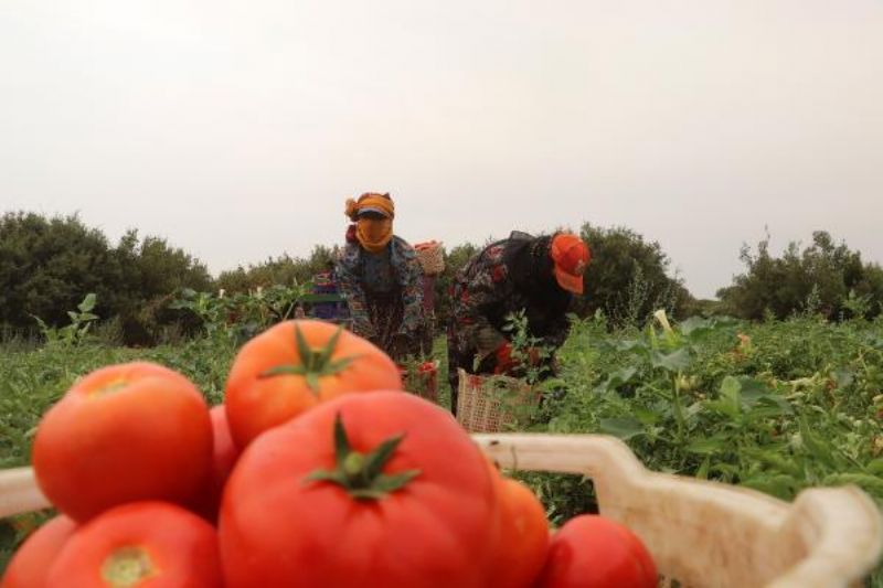 Çanakkale Domatesinde Hasat Başladı