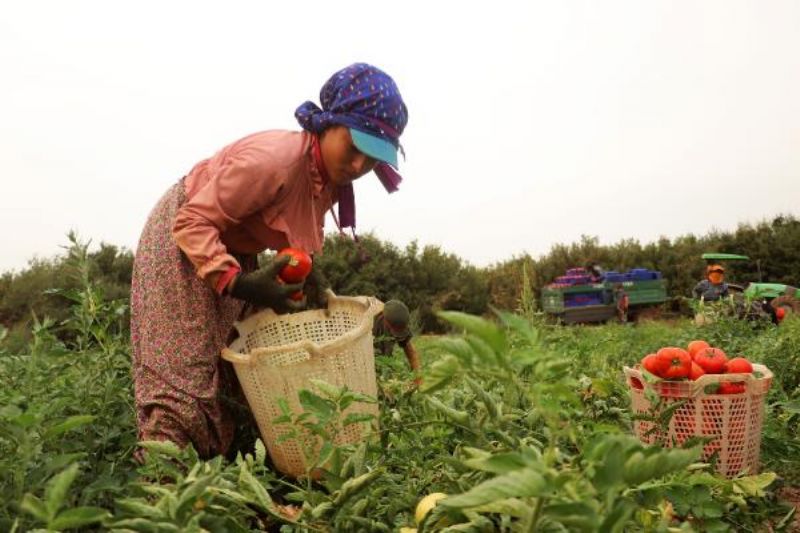 Çanakkale Domatesinde Hasat Başladı