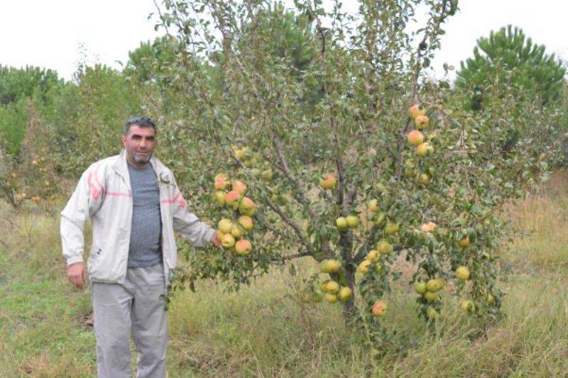 'Yetişmez' Denilen Yerde 40 Ton Deveci Armudu Üretti