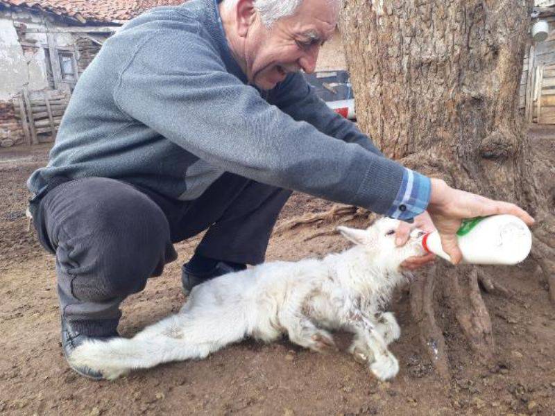 Bayramiç'te 5 Ayaklı Oğlak, Ayağa Kalkamıyor