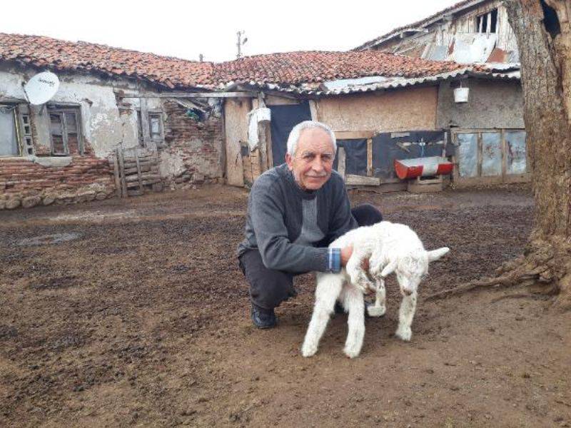 Bayramiç'te 5 Ayaklı Oğlak, Ayağa Kalkamıyor