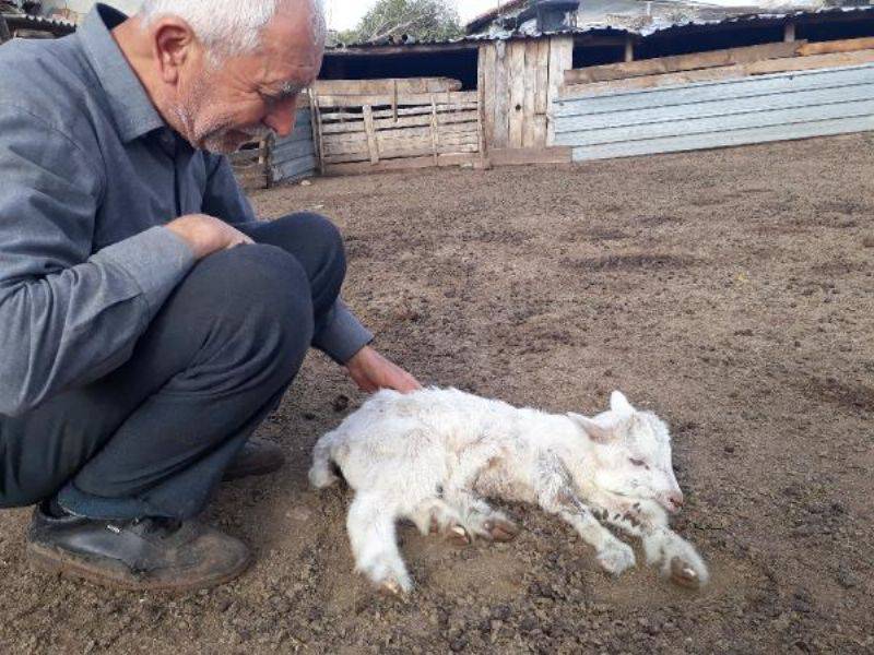 Bayramiç'te 5 Ayaklı Oğlak, Ayağa Kalkamıyor