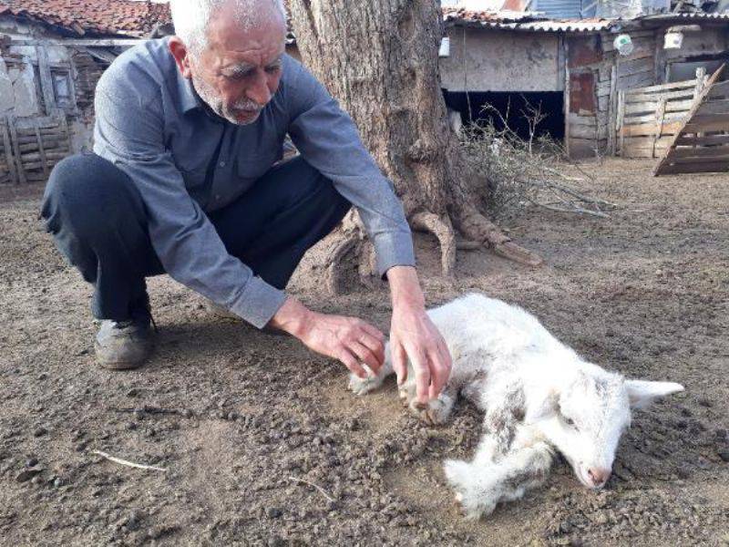 Bayramiç'te 5 Ayaklı Oğlak, Ayağa Kalkamıyor