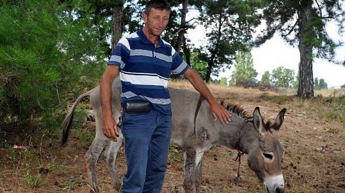 Köylülerin Bulduğu Yaralı Eşeğin Tedavisine Başlandı 