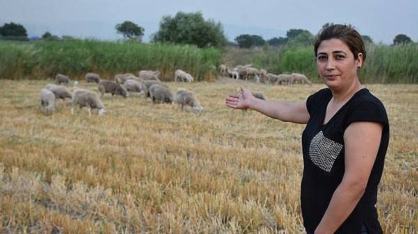 Çanakkale'deki Yangında Canlarını ve Hayvanlarını Son Anda Kurtardılar