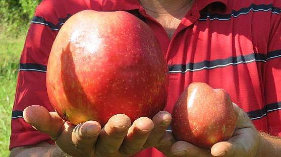 Bayramiç'te Yetişen 1 kilo 105 Gramlık Elma Şaşırttı