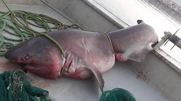 Balıkçı Ağına 1 Tonluk Köpek Balığı Takıldı