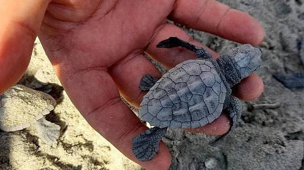 Çanakkale’de İlk Kez Caretta Caretta Yuvası Tespit Edildi