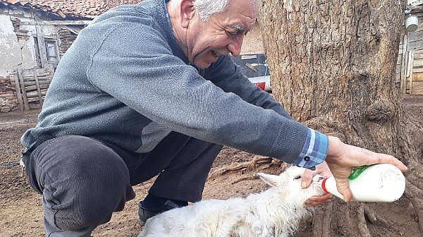 Bayramiç'te 5 Ayaklı Oğlak, Ayağa Kalkamıyor