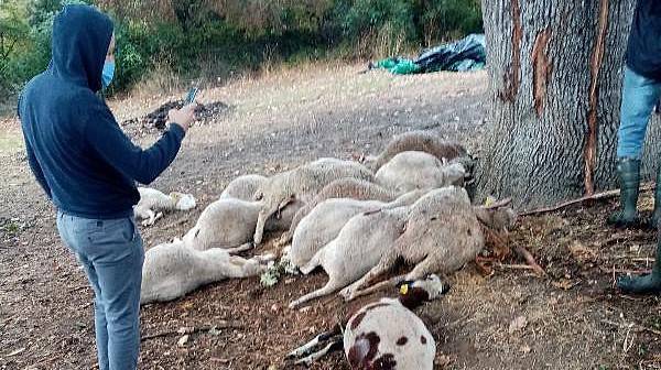 Biga'da Yıldırım Düştü; Ağaç Altındaki 13 Koyun Öldü