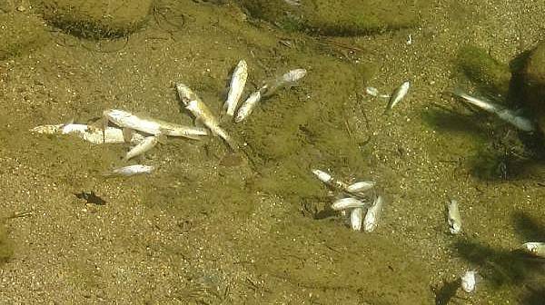 Kaz Dağları Eteğindeki Derede Balık Ölümleri Endişelendirdi