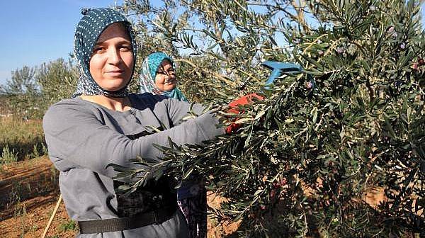 Kazdağları'nda Zeytin Sineği Ürünlerin Yüzde 80'ine Zarar Verdi