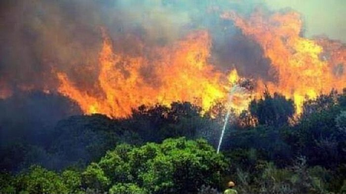 Bayramiç'te Orman Yangını
