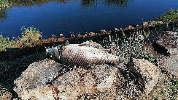 Çaydaki Balık Ölümleri Köylüleri Tedirgin Etti